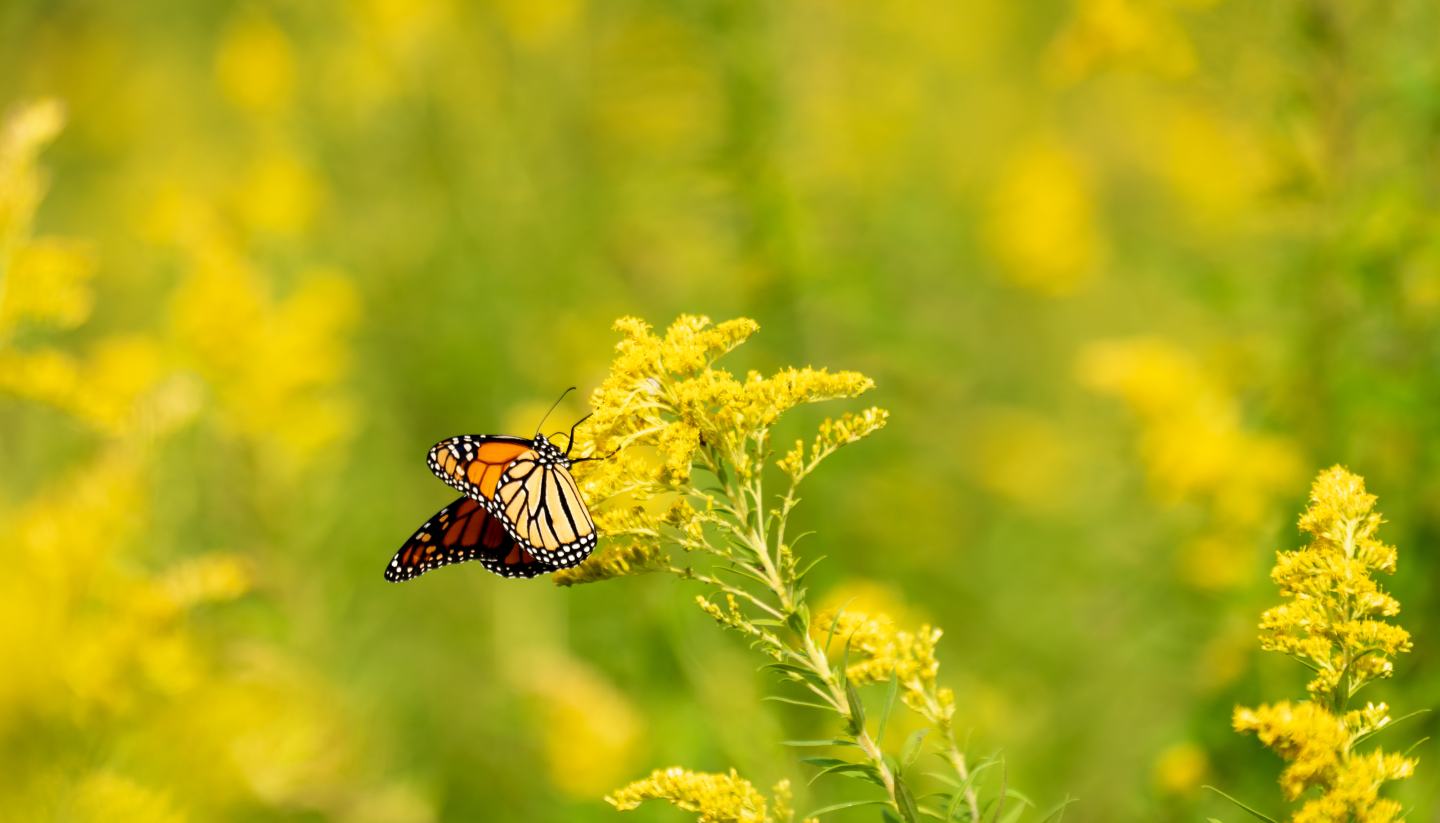 butterfly