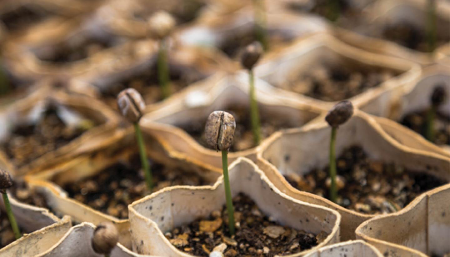 plant growing