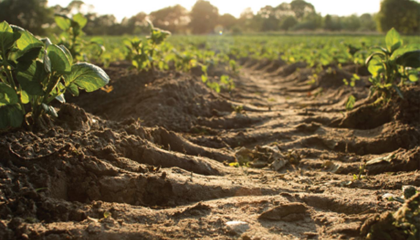 crop row