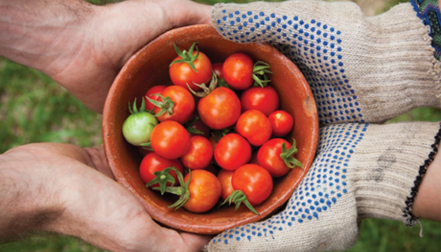 tomatoe bin