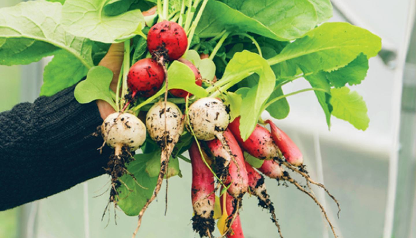 radishes