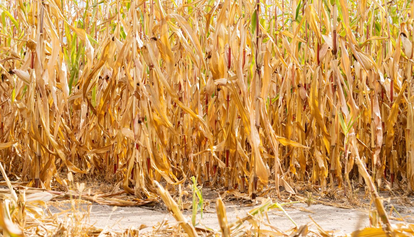 Failed corn crop. Sustainability IP intellectual property agritech agrochemicals.