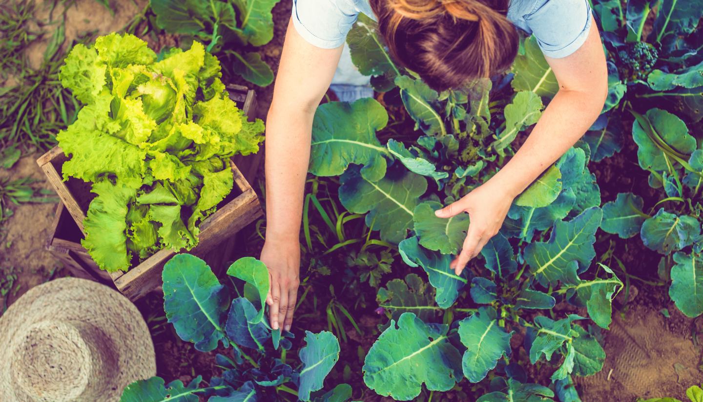 Sustainable farming green technology crop protection food systems food security.