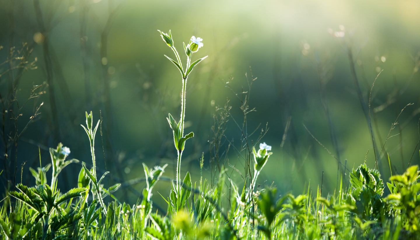 Grass