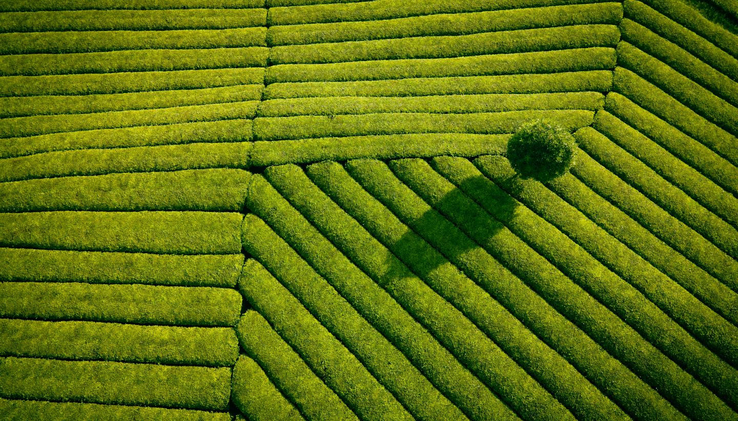 Aeriel view of field.