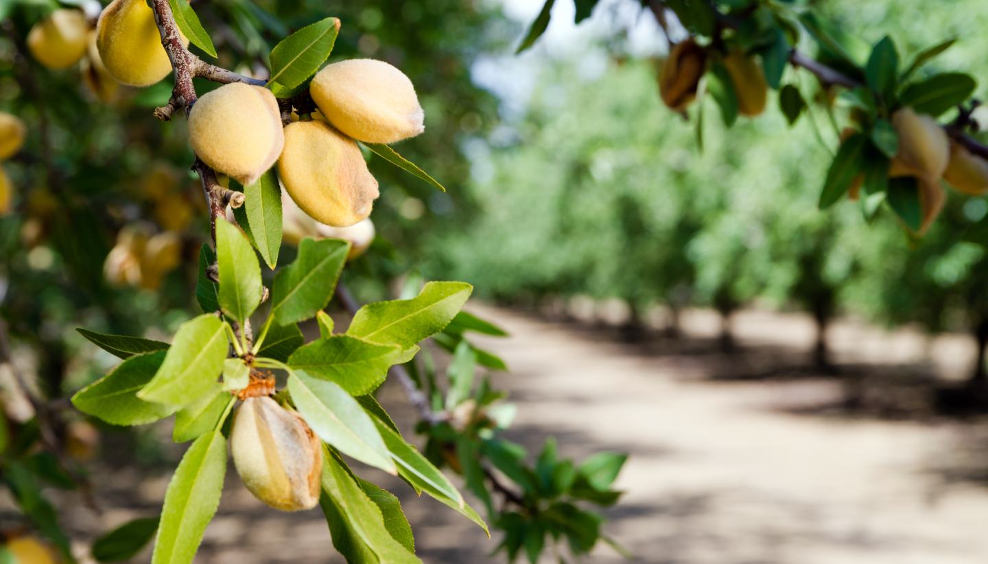Nut tree.