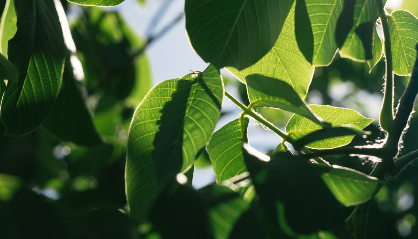 Greenery