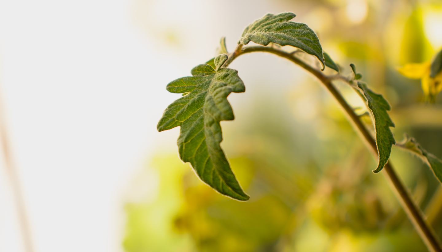 tomato leaf plant