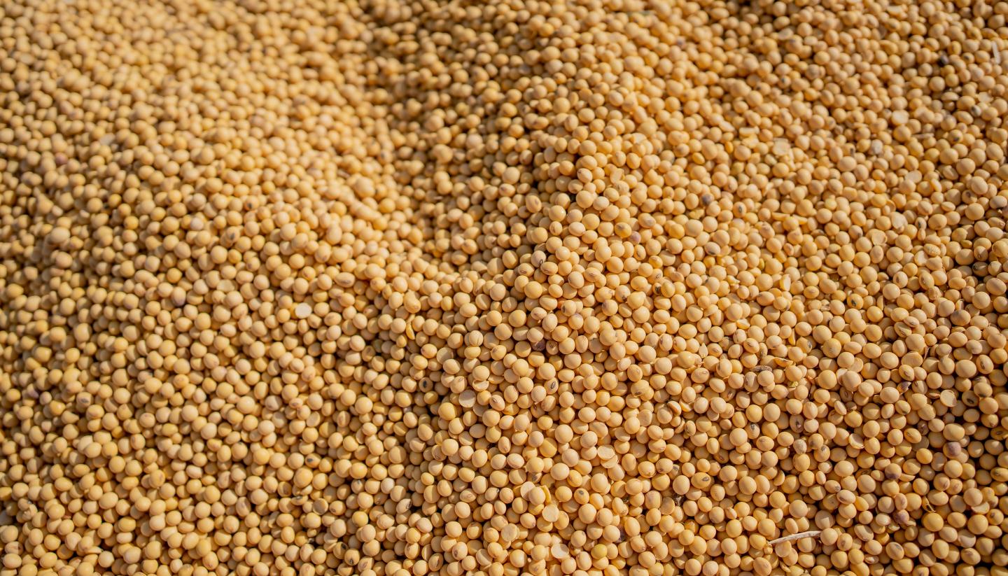 soybeans