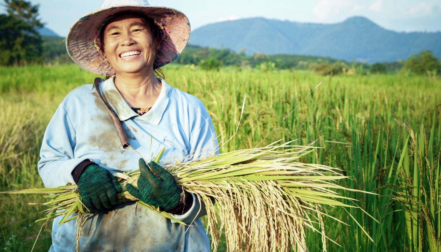 Thailand rice farmer