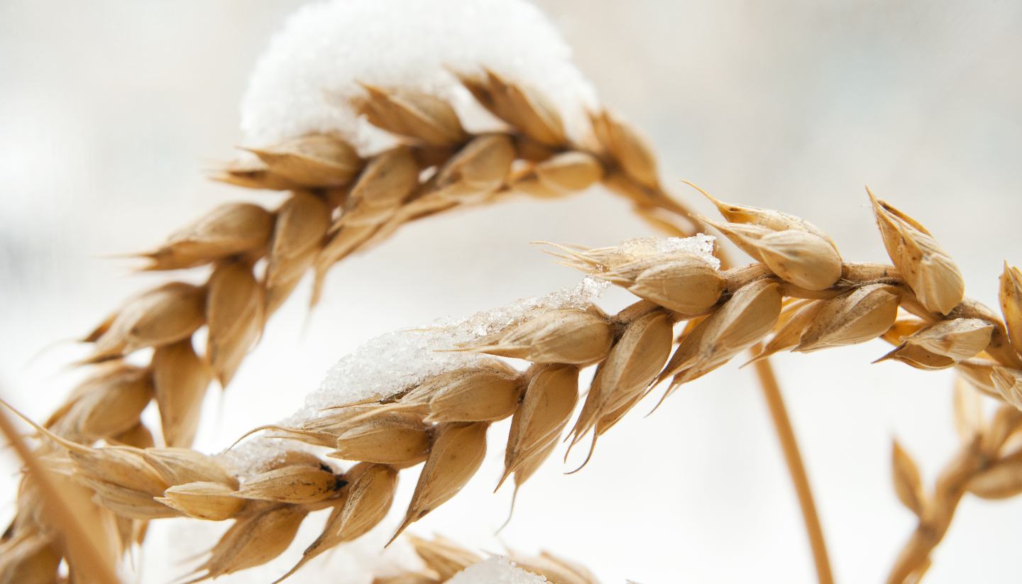 wheat with snow