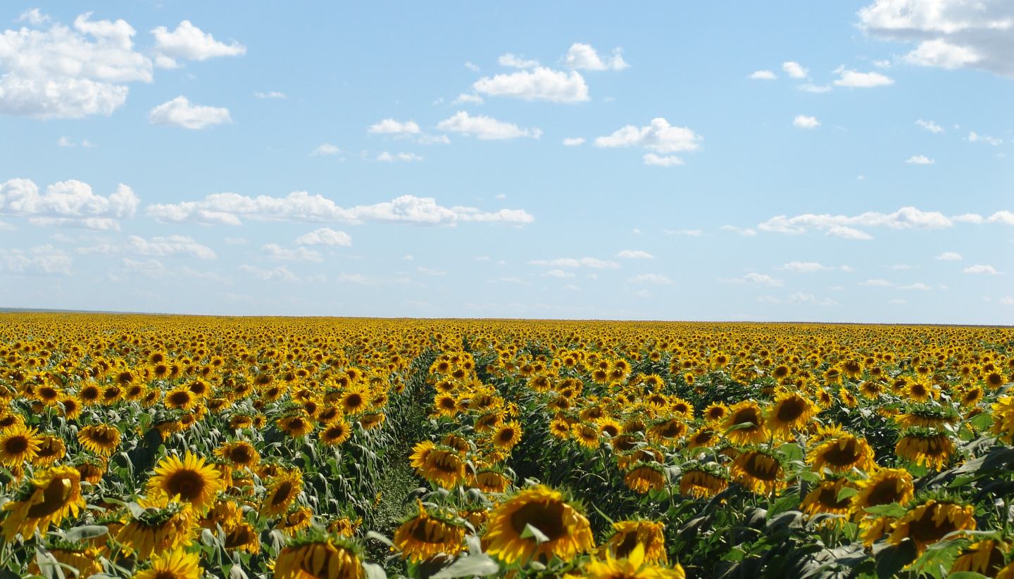 sunflower