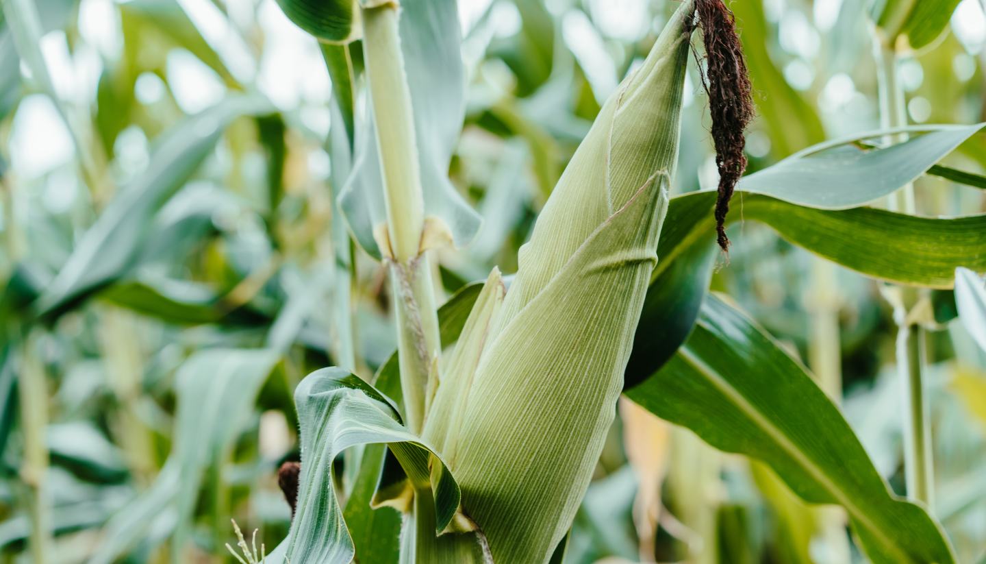corn crop