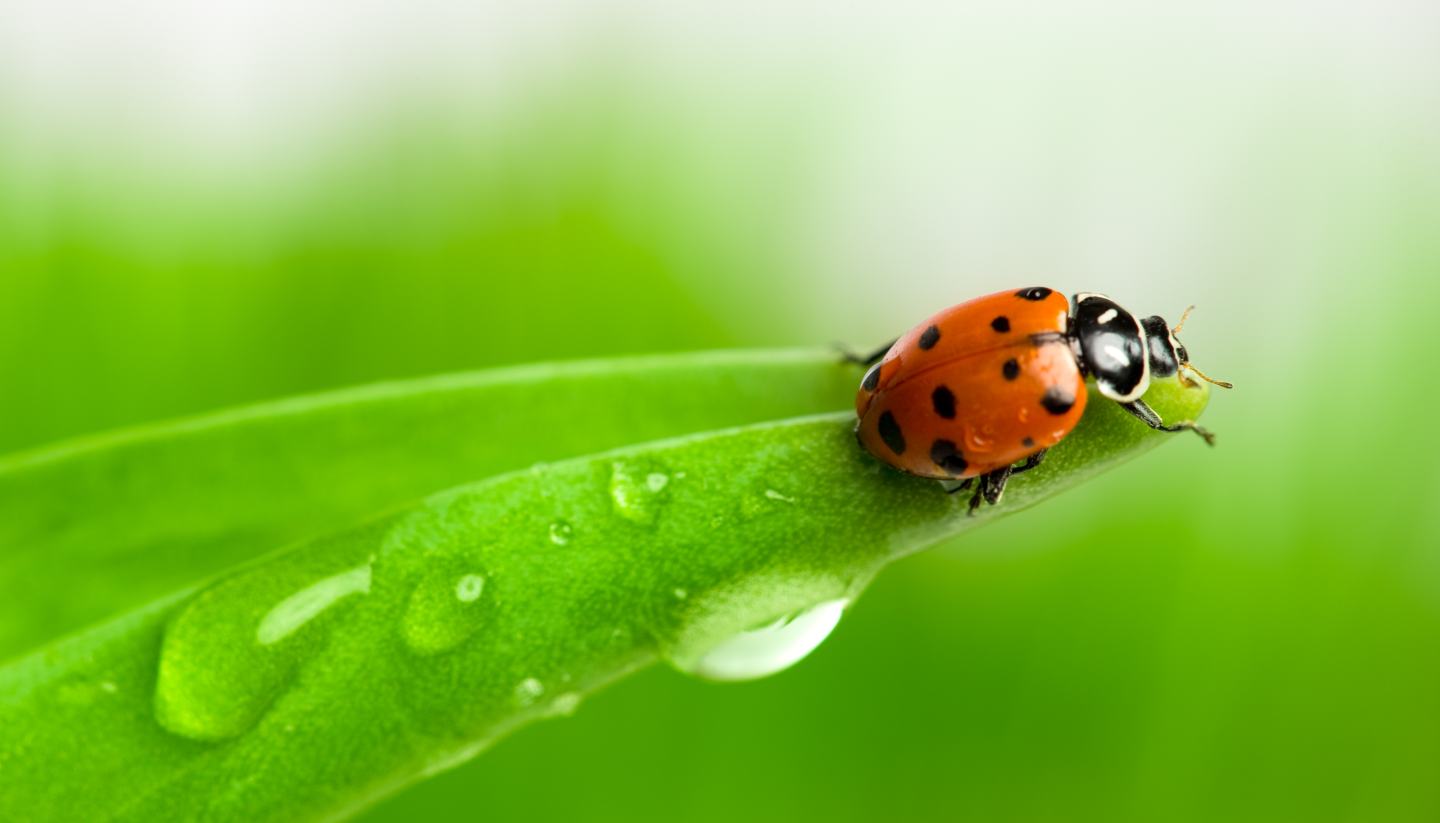 ladybug on a leaf