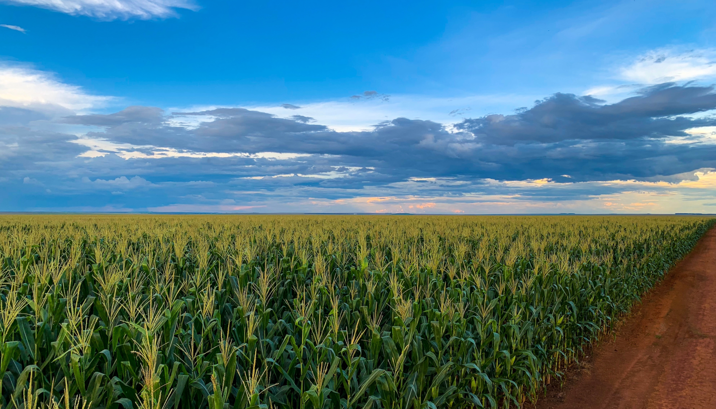 corn crop in brazil