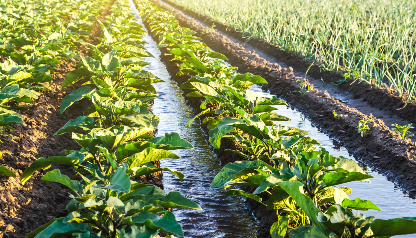 Crops surrounded by water
