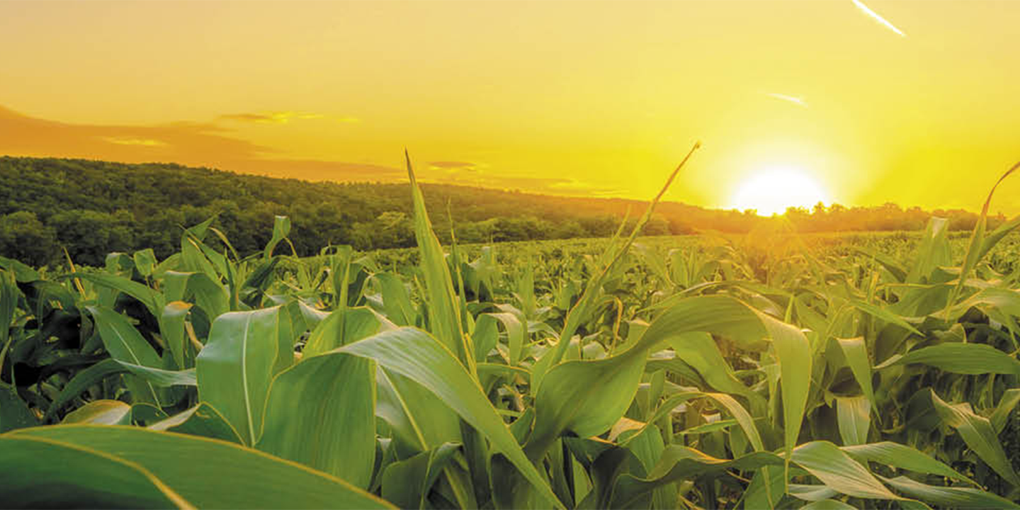Sunset in the corn field