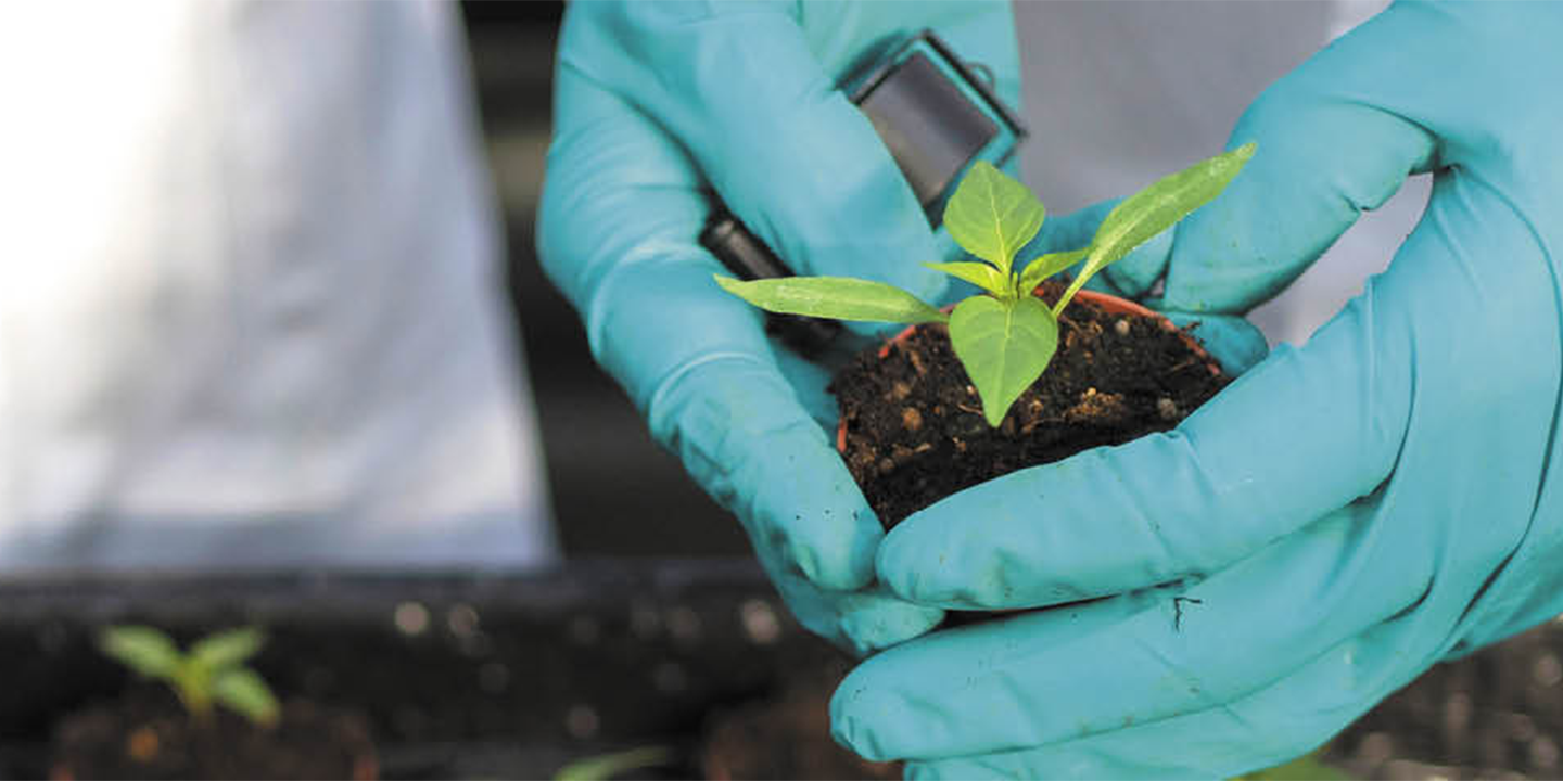 Gloved hands holding a sproutling