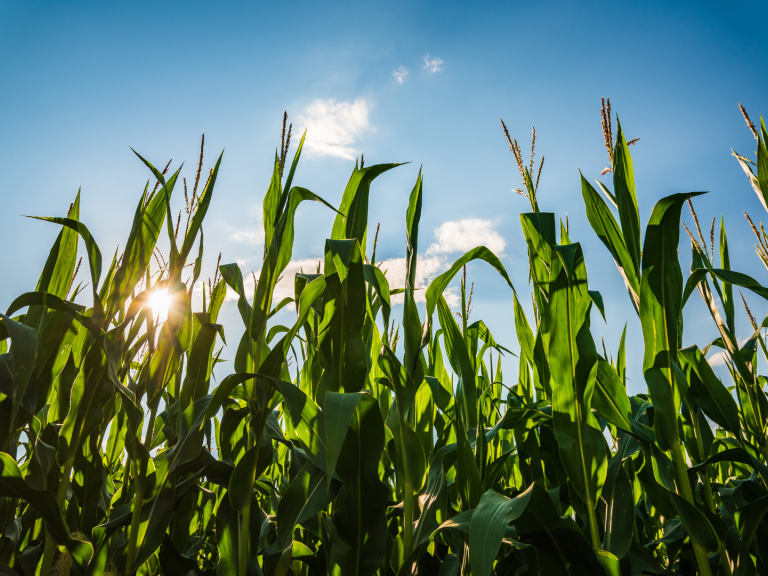 corn crop