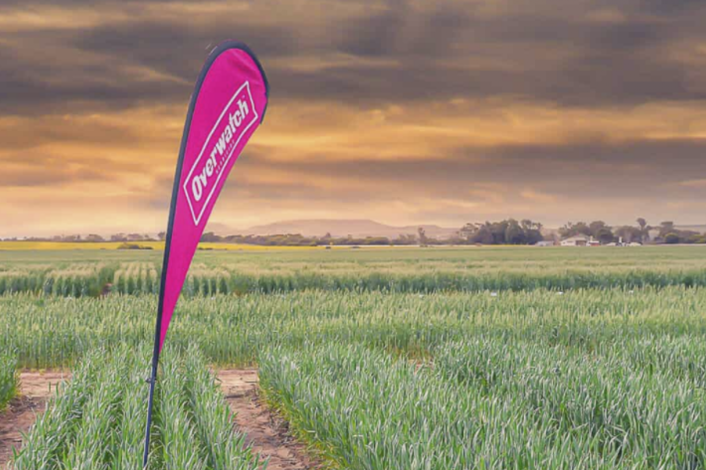 overwatch sign with row crops