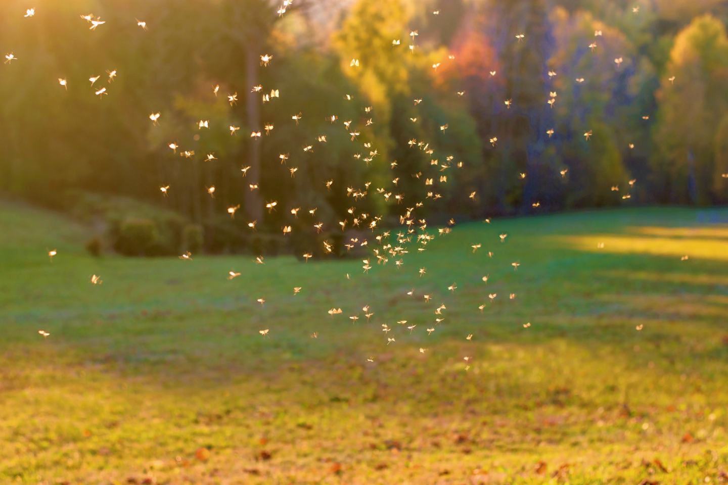 Insects swarming over field. Innovation sustainability green agritech agriculture. 