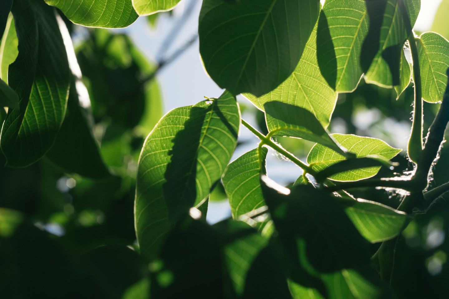 Leaves on specialty crop tree. Sustainability, innovation, agritech, agrochem.