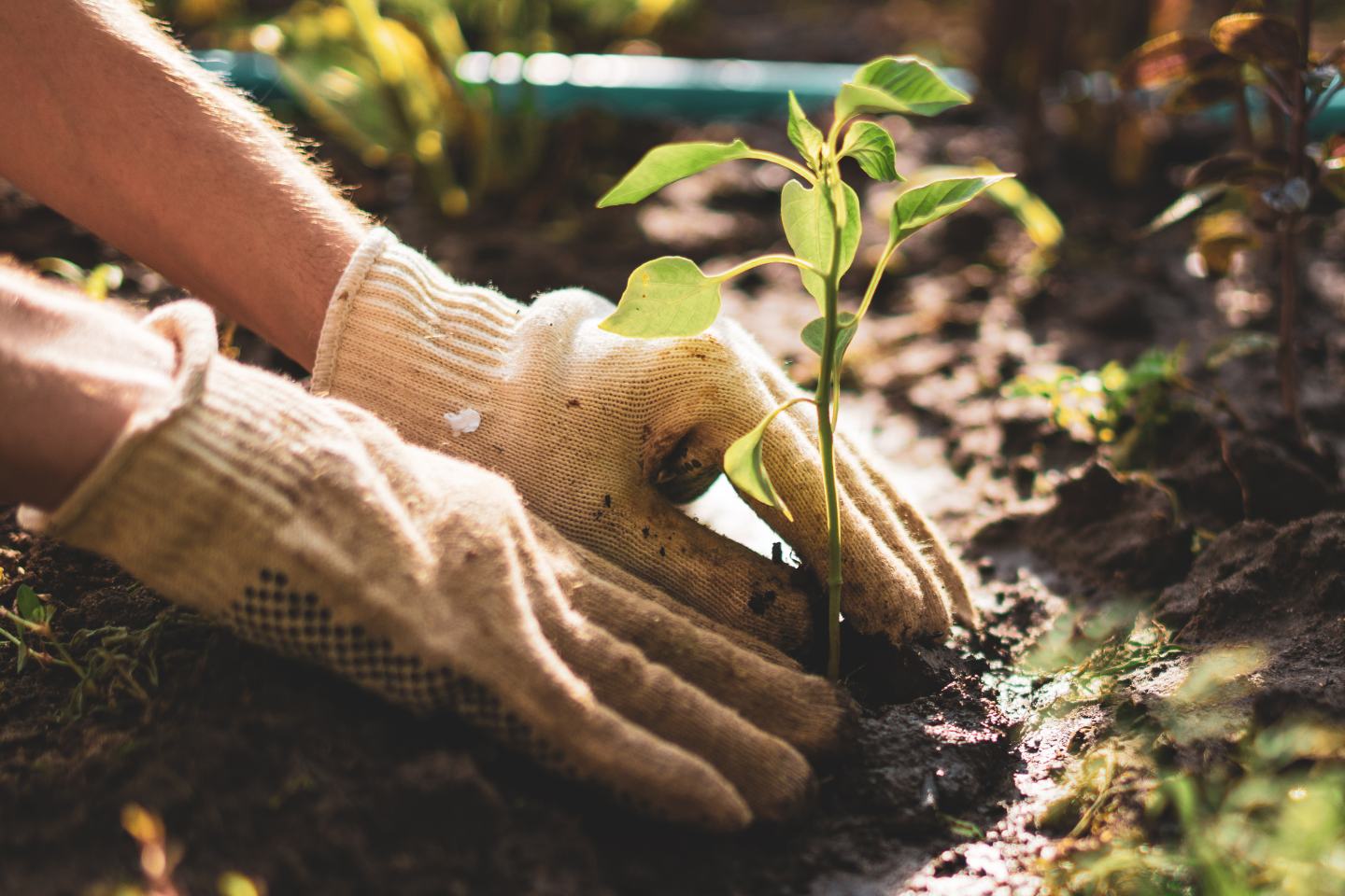 Gloved hands planting a sprout. 