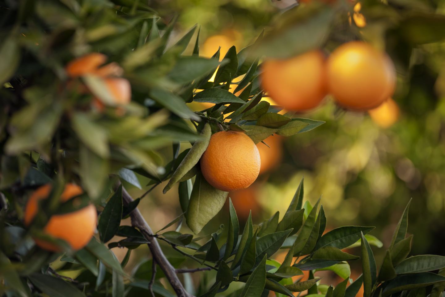 Orange tree. Sustainable agriculture, sustainability, agrochem, agritech. 