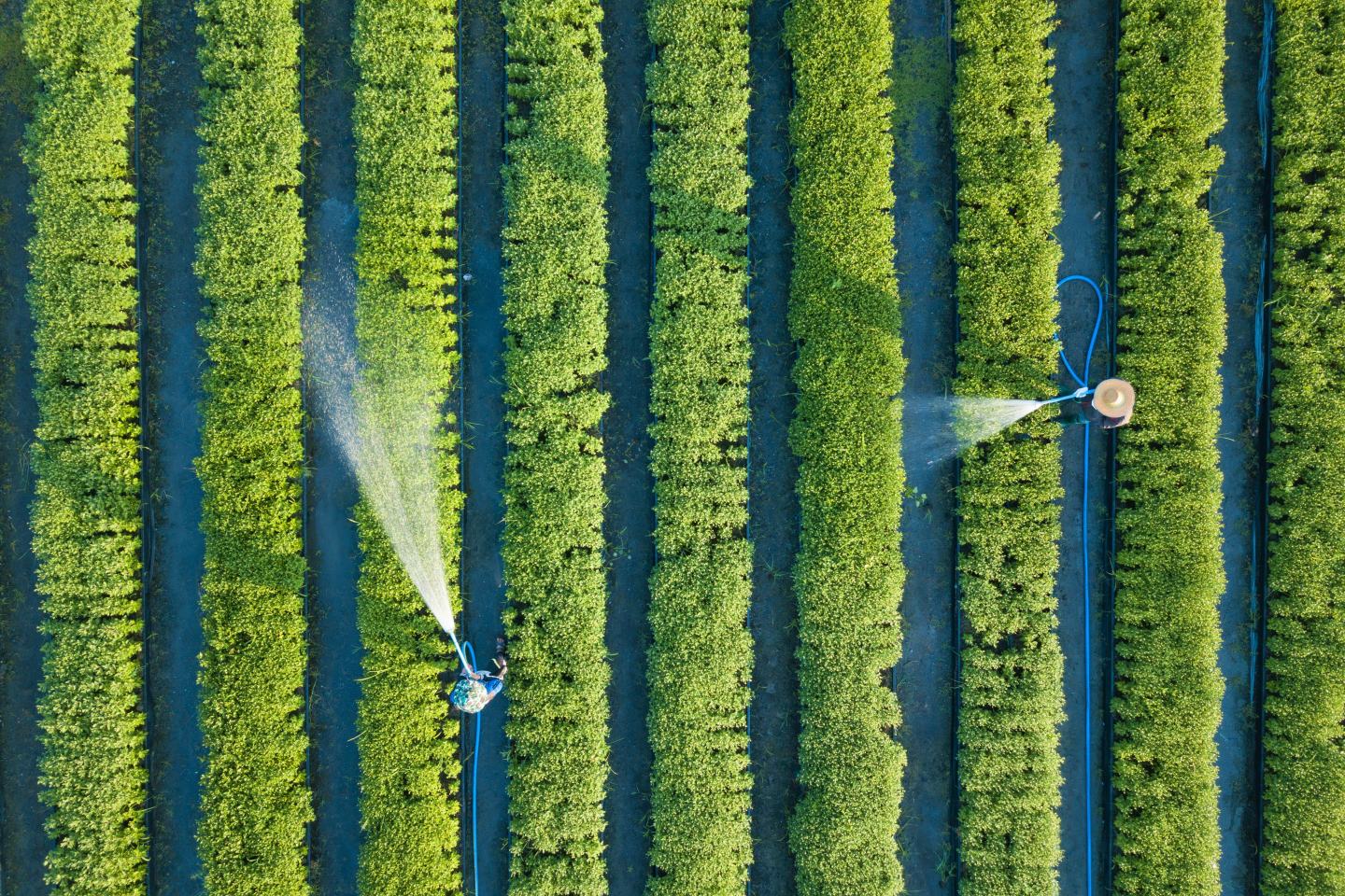 Aerial view of field. Sustainability, innovation, agrochem, agritech.