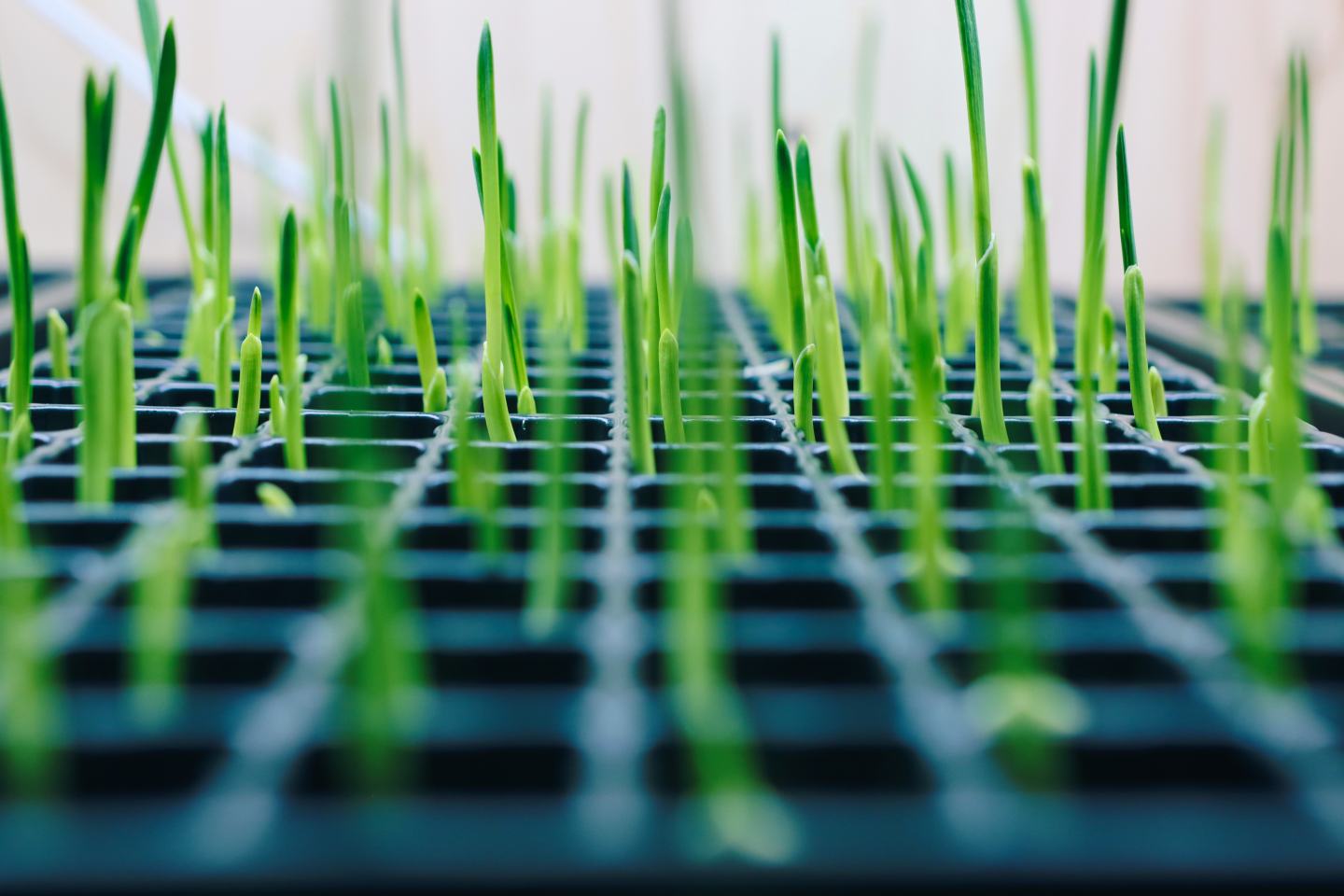Close-up of sprouting grass. Sustainability, innovation, sustainable agriculture.
