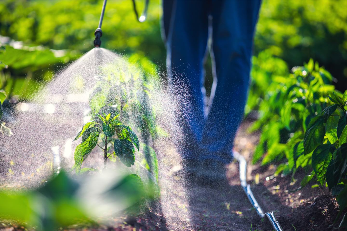 Farmer spraying pesticides. Innovation sustainability green agriculture agritech. 