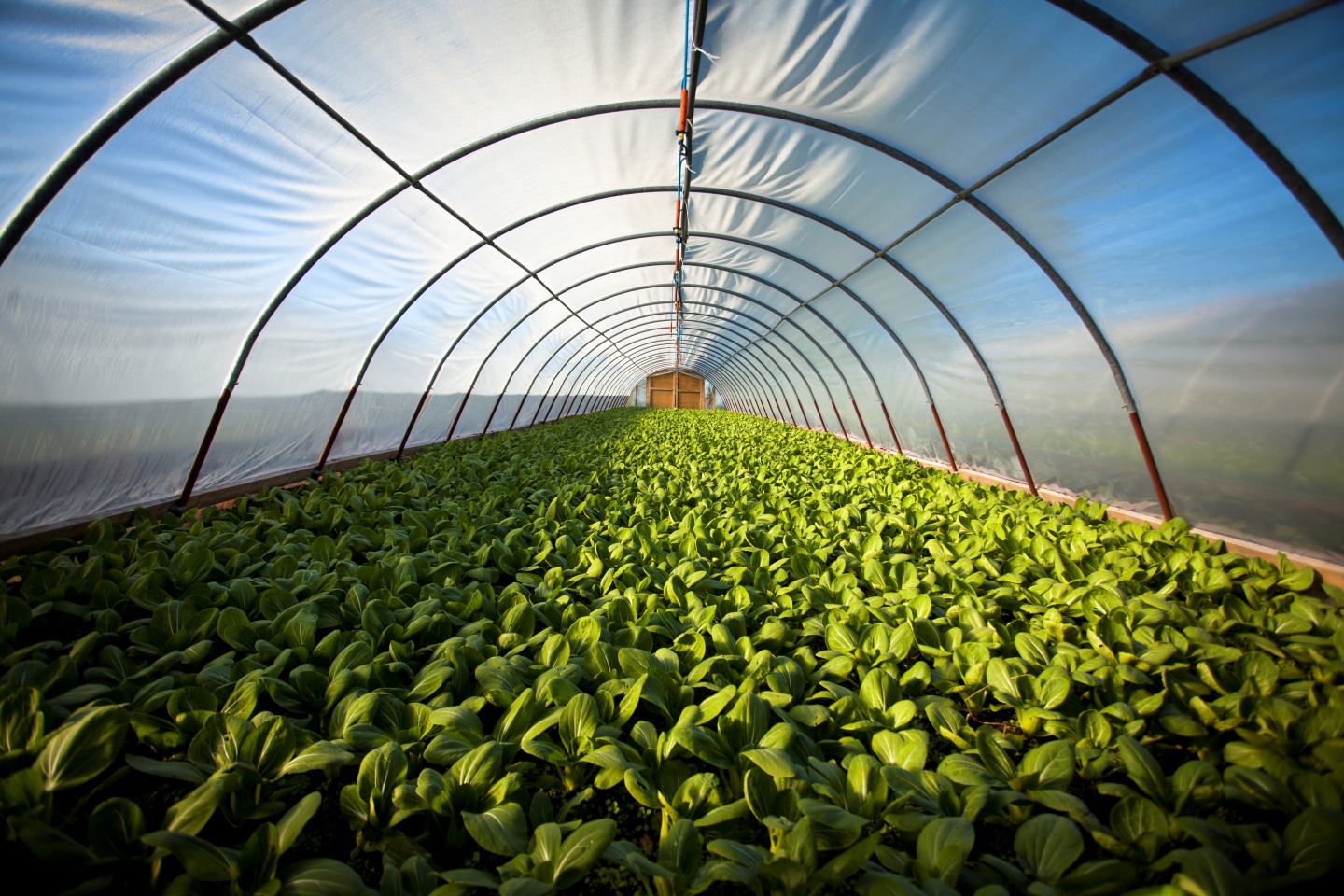 View of specialty crops in indoor greenhouse. Sustainability, innovation, agriculture chemistry, agrotech.