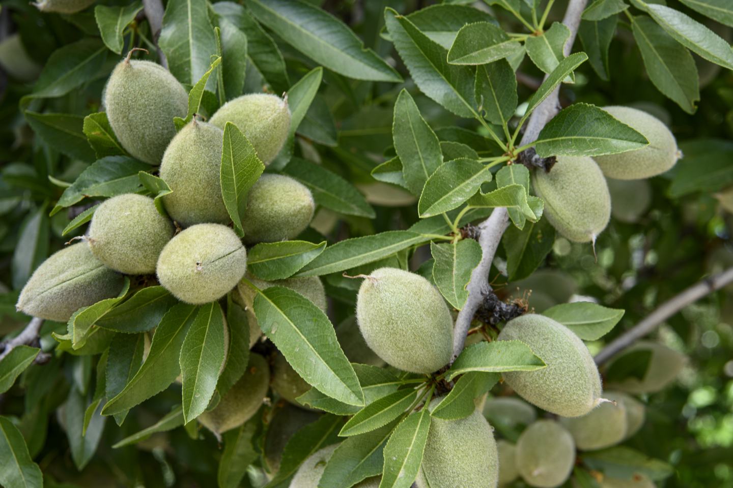 Almond tree. Sustainable agriculture, sustainability, agrochem, agritech. 