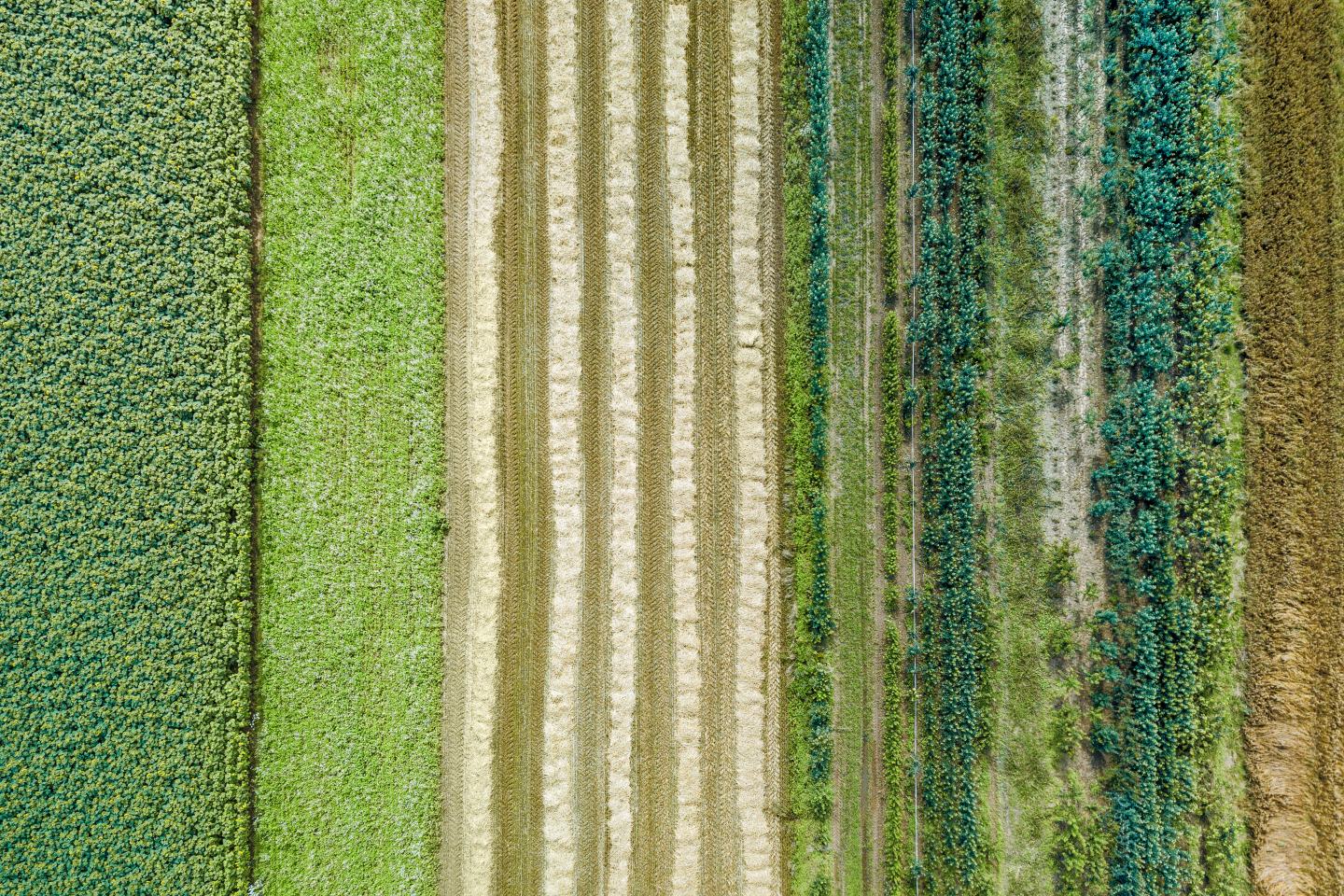 Aerial view of field. Sustainability, innovation, agrochem, agritech.