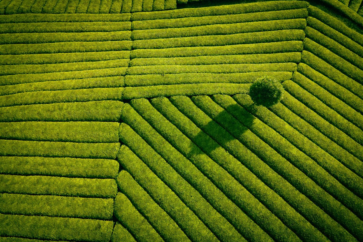 Aerial view of field. Sustainability, innovation, agrochem, agritech.