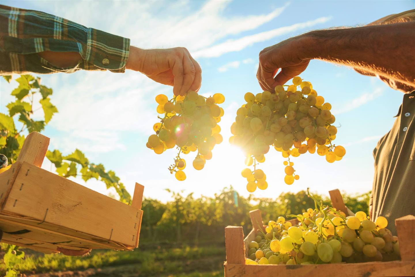 Two farmers holding bunches of fresh green grapes over boxes of green grapes. 