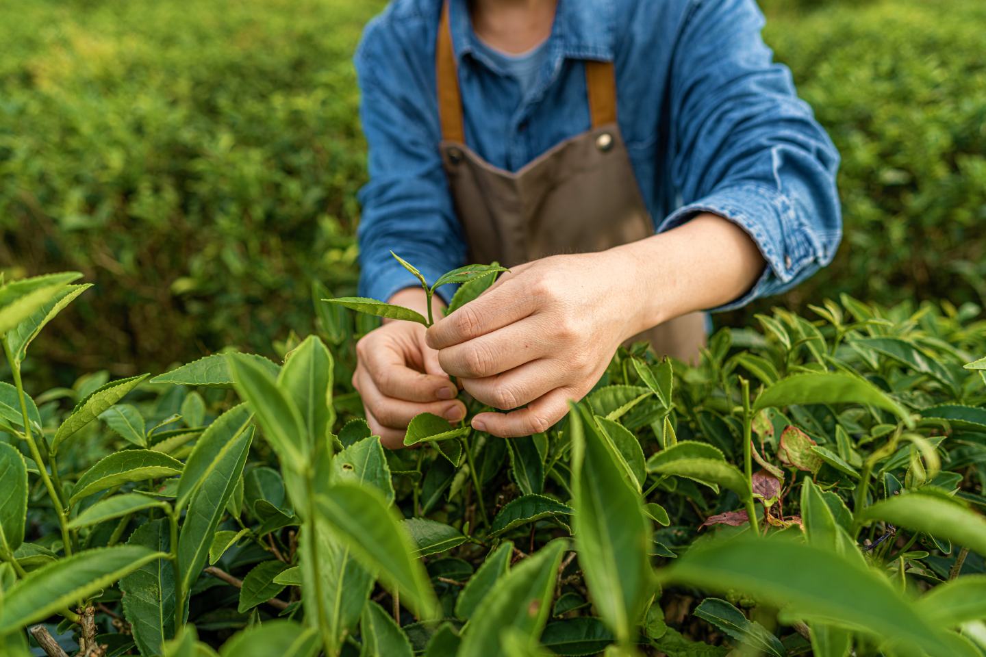 Plant scientist inspects tea plants. Sustainability green companies green farming. 