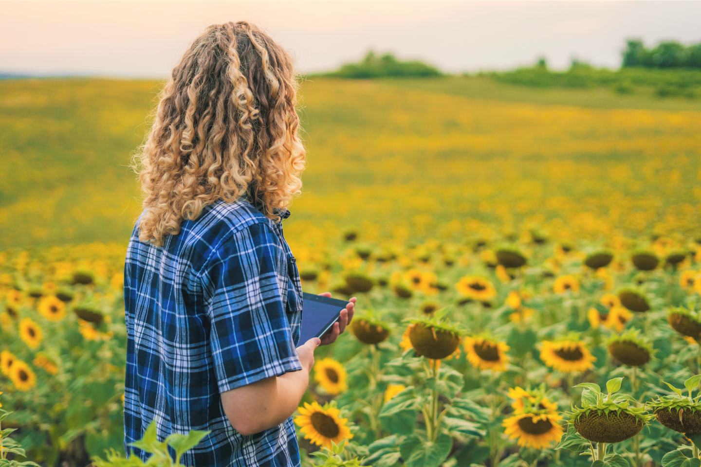 Blond woman with blue shirt stands in field of sunflowers. Sustainability CSR green company. 