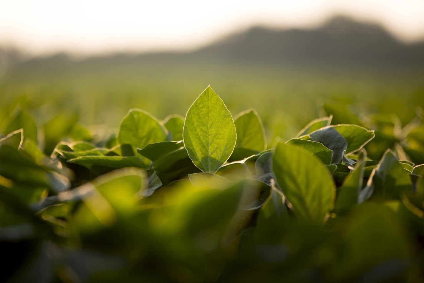 Close-up view of grass growing in field. Sustainability, innovation, agrochem, agritech,