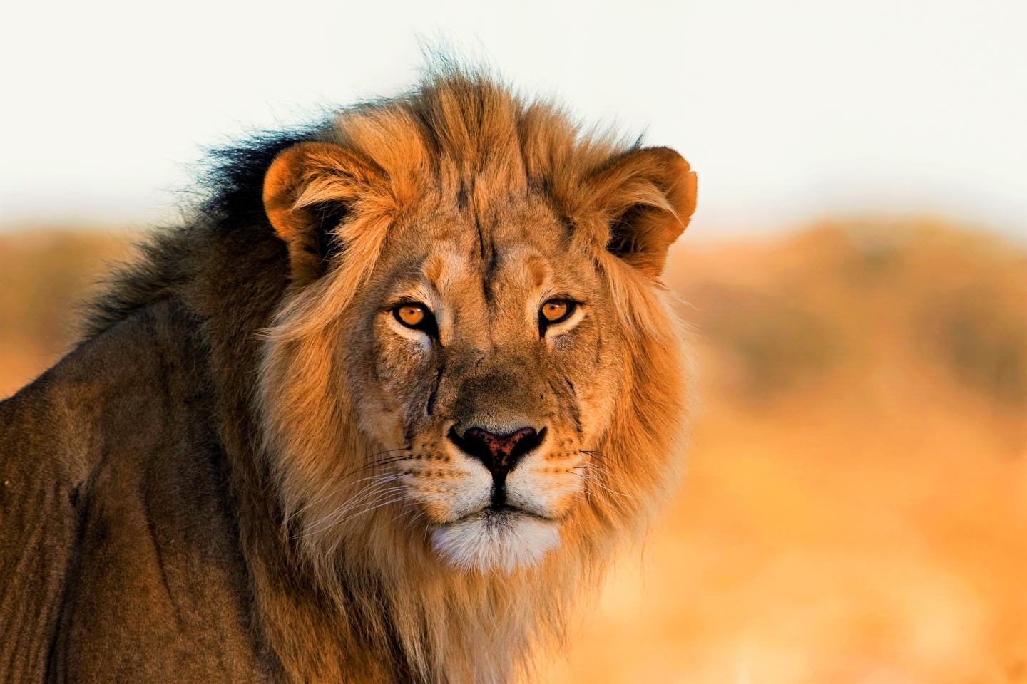 Male lion gazes at camera. Sustainable company sustainable farming green tech,