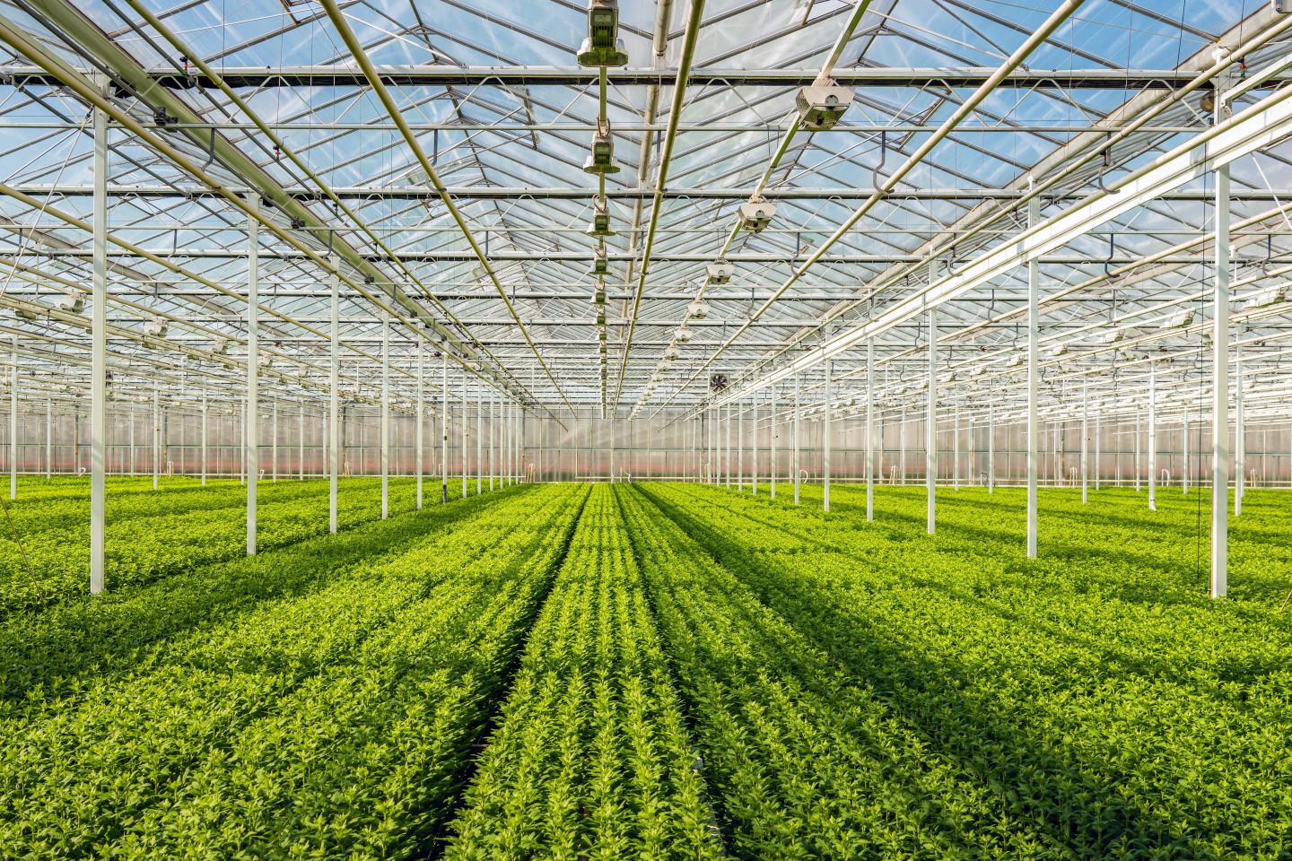 View of specialty crops in indoor greenhouse. Sustainability, innovation, agriculture chemistry, agrotech.