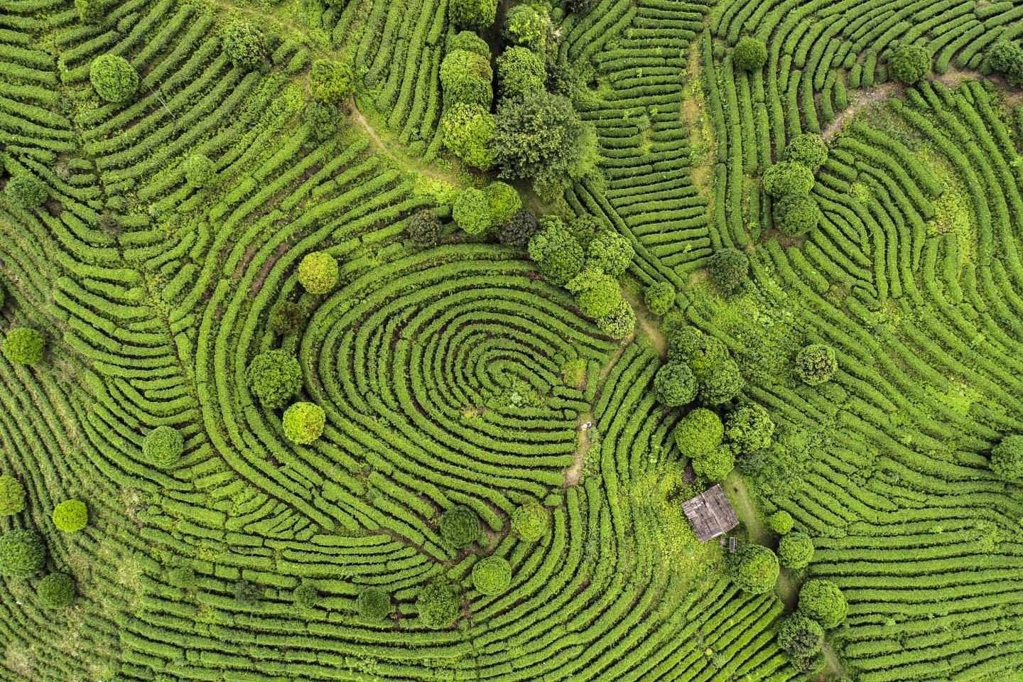 Aerial view of field. Sustainability, innovation, agrochem, agritech.