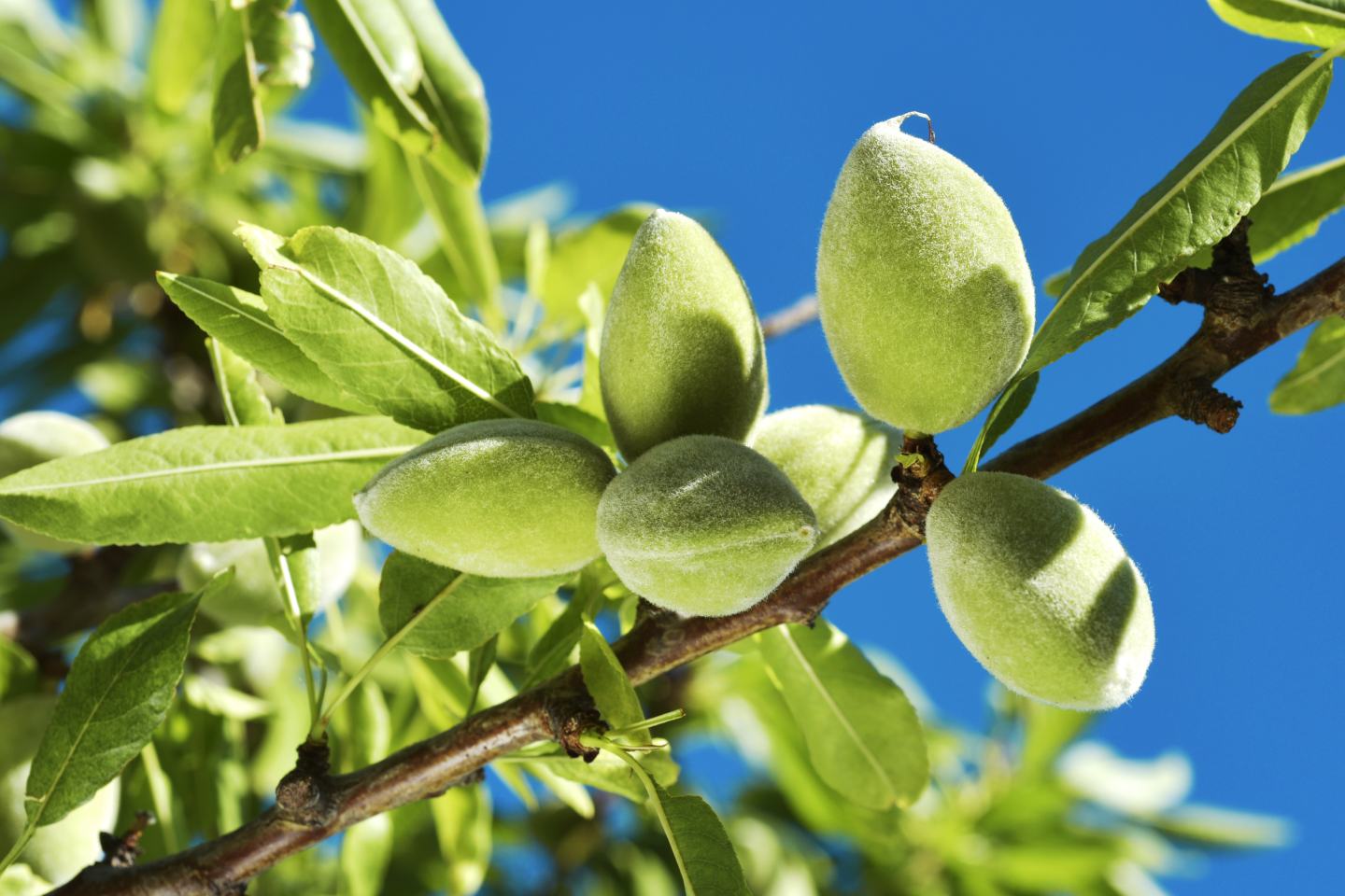 Almond tree. Sustainable agriculture, sustainability, agrochem, agritech. 