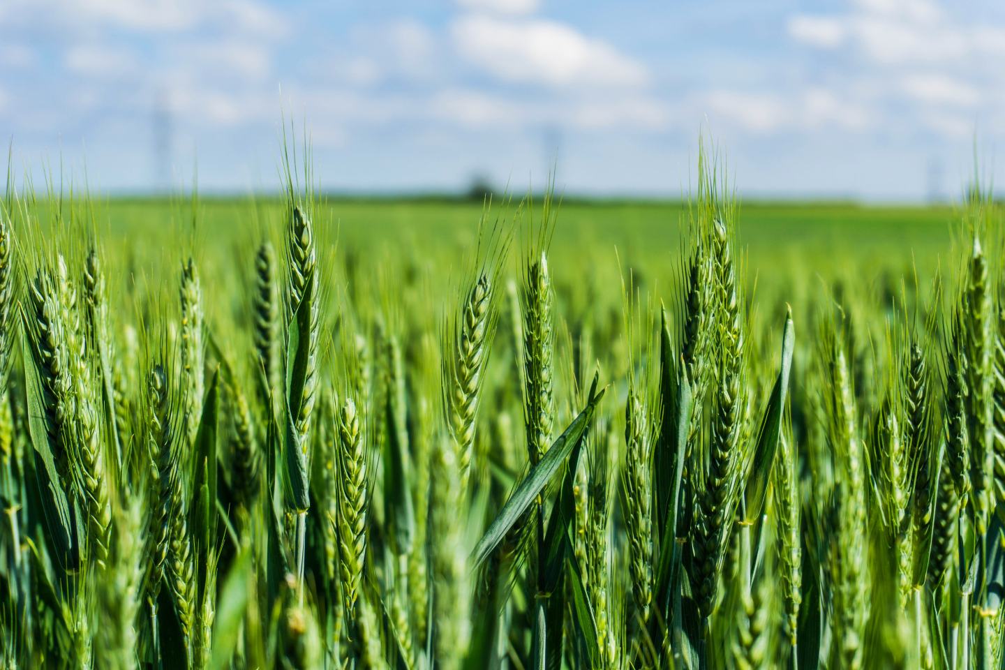 Close-up view of grass growing in field. Sustainability, innovation, agrochem, agritech,