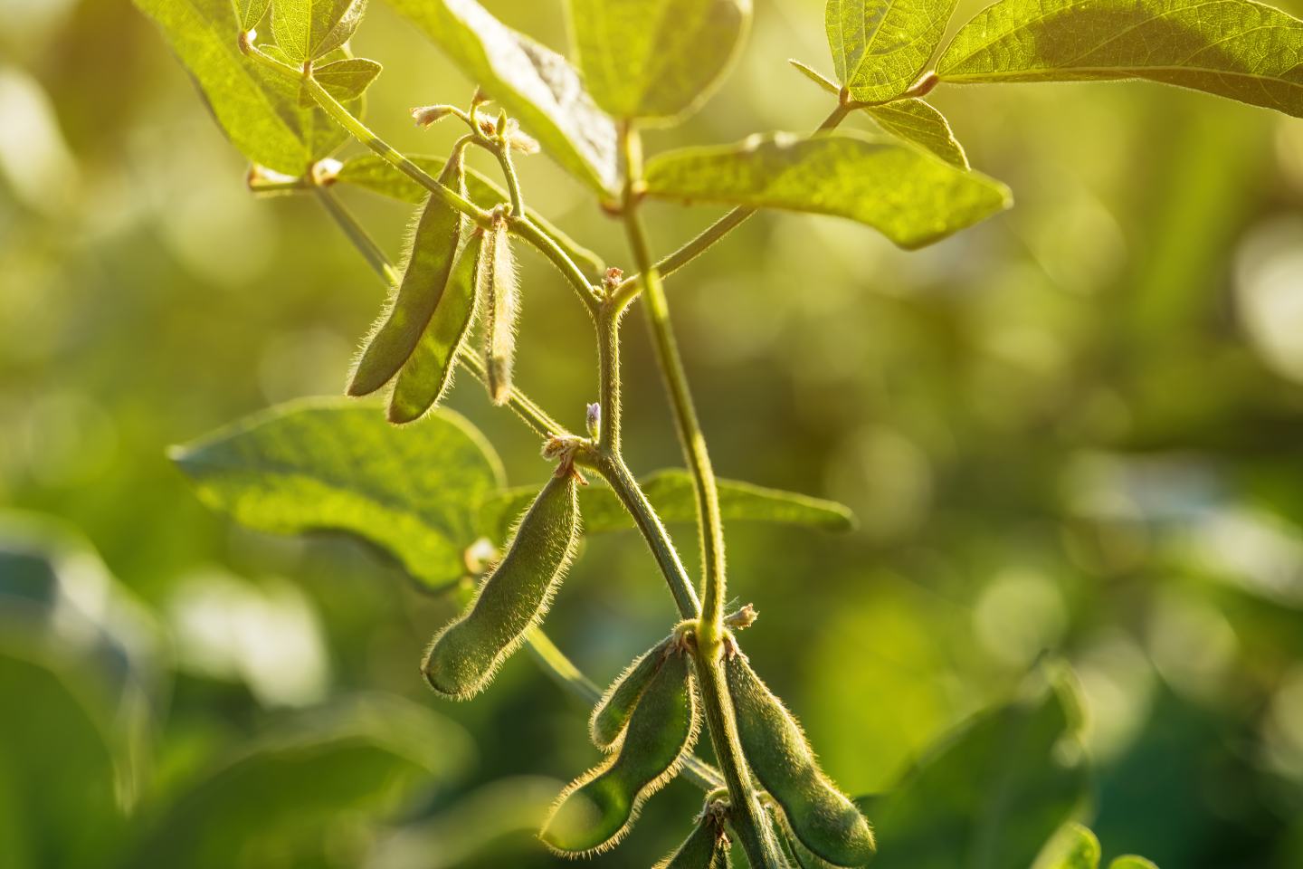 Soybeans, innovation, crop protection, sustainability, agriculture.