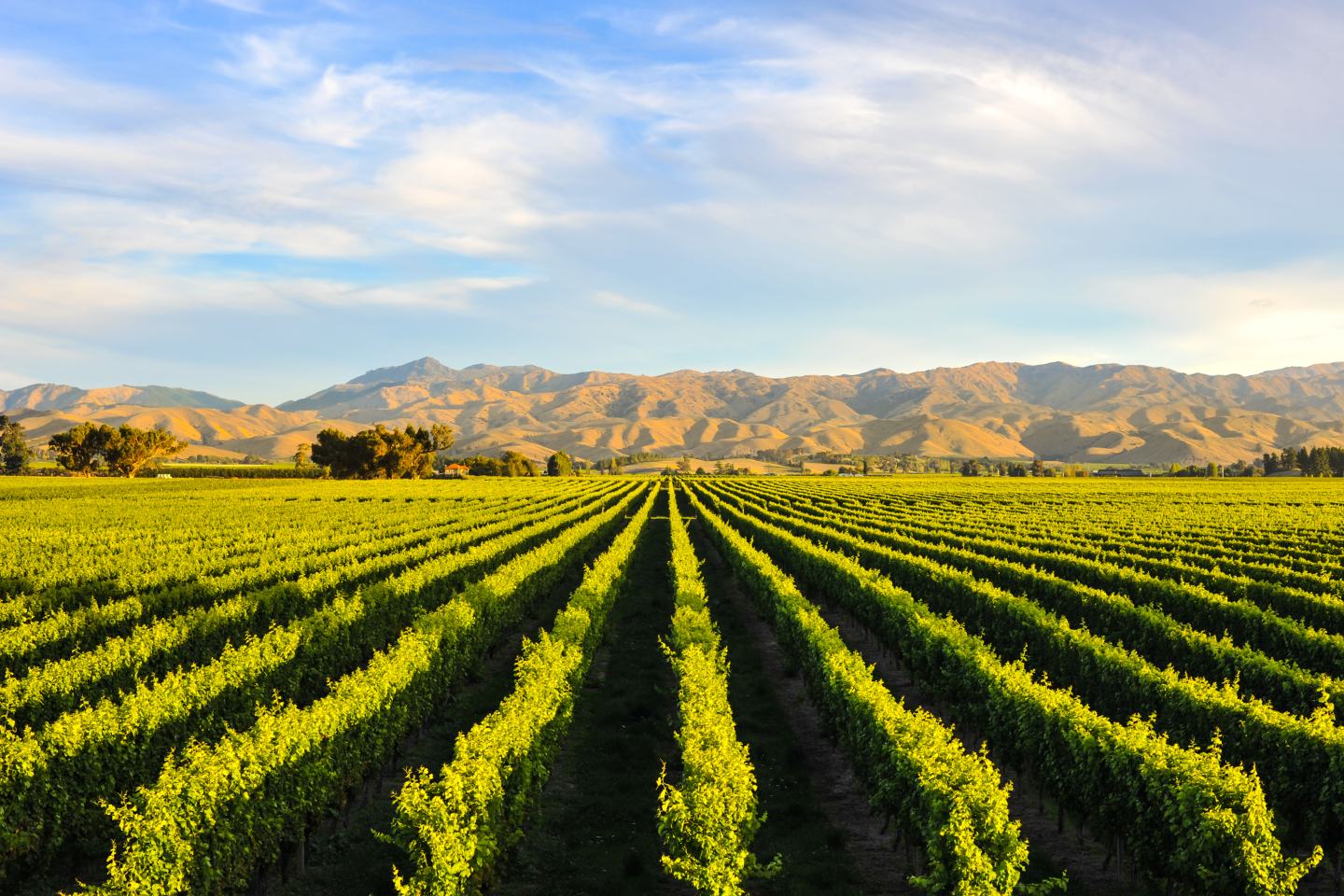 Soybean field. Sustainability, crop protection, agriculture, innovation.