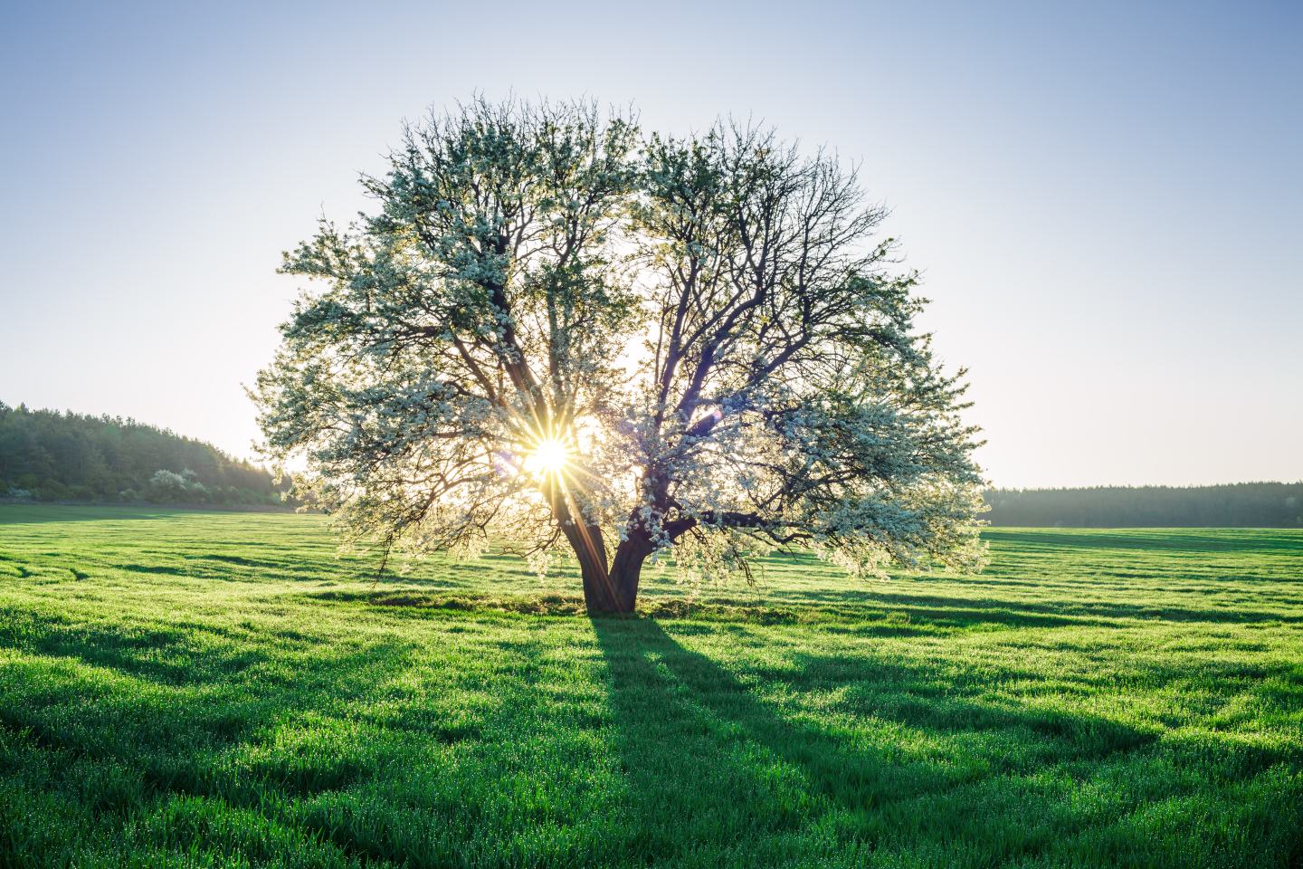 Tree in field. Sustainability innovation crop protection. 