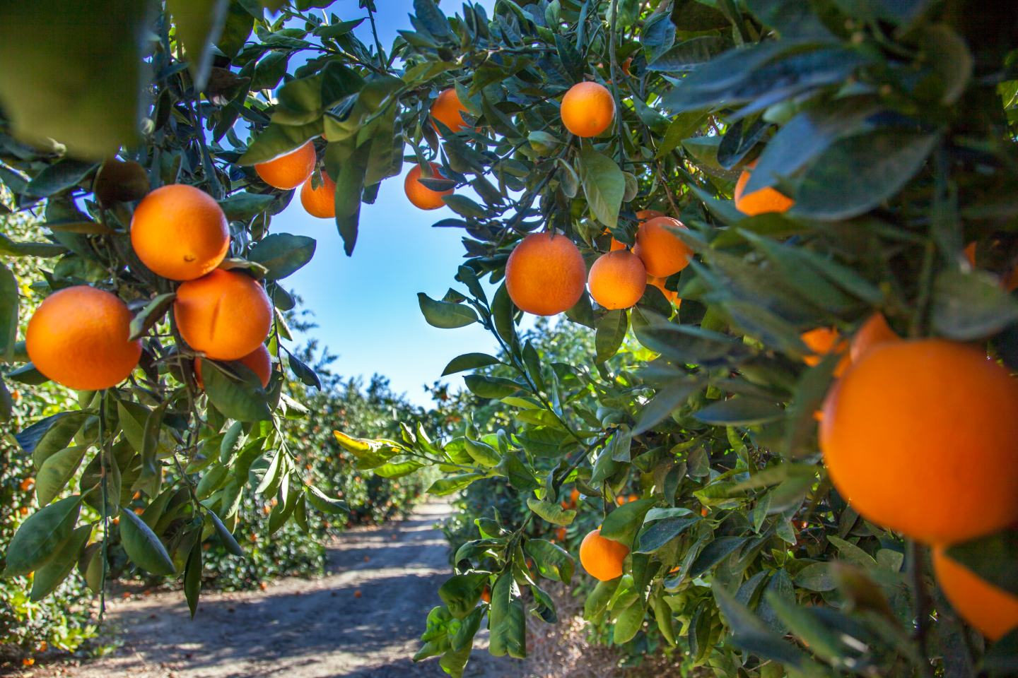 Oranges