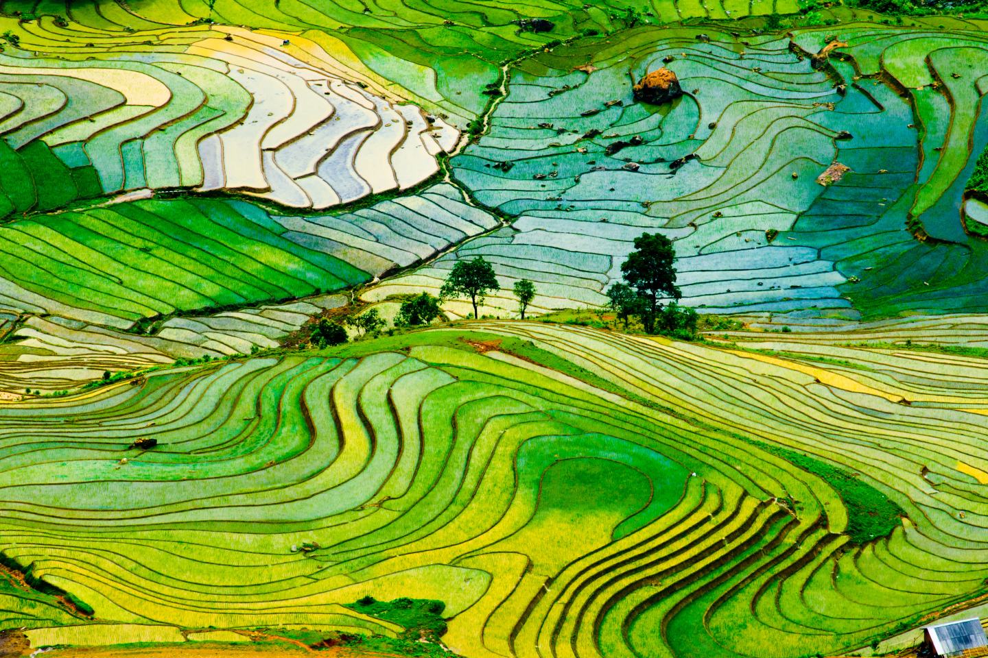 Rice paddy field.