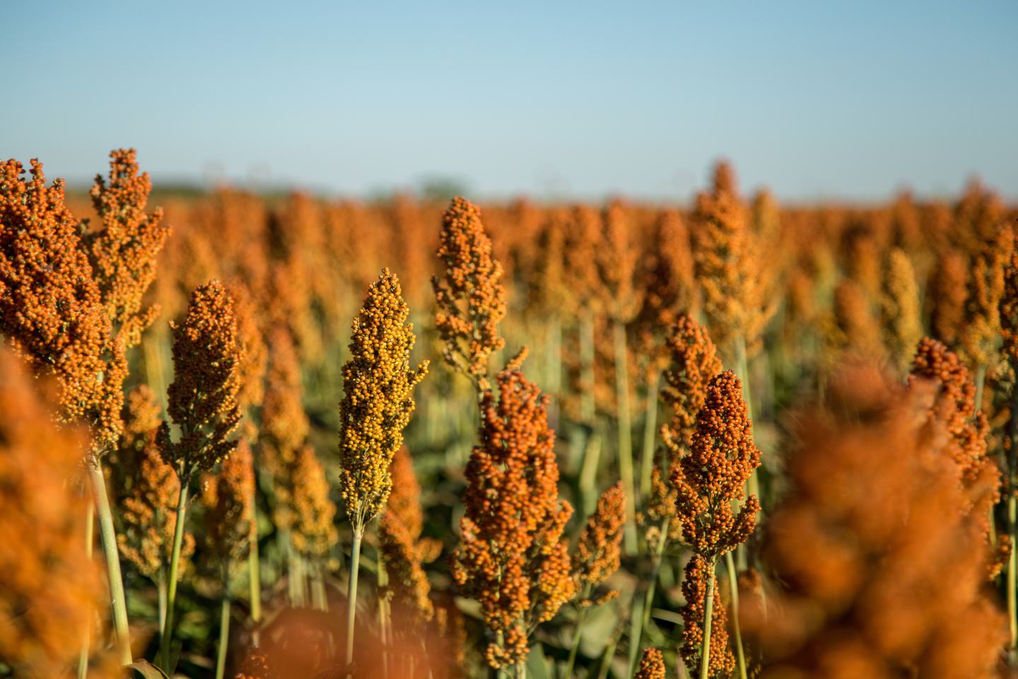Sorghum